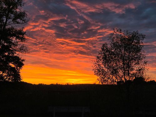 Doggo Sunset.jpg